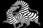 vasarely
